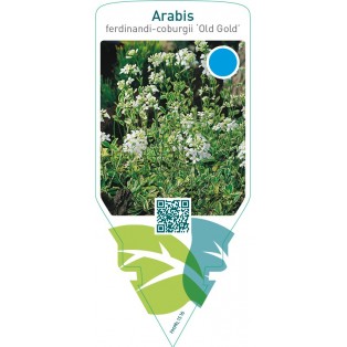 Arabis ferdinandi-coburgii ‘Old Gold’