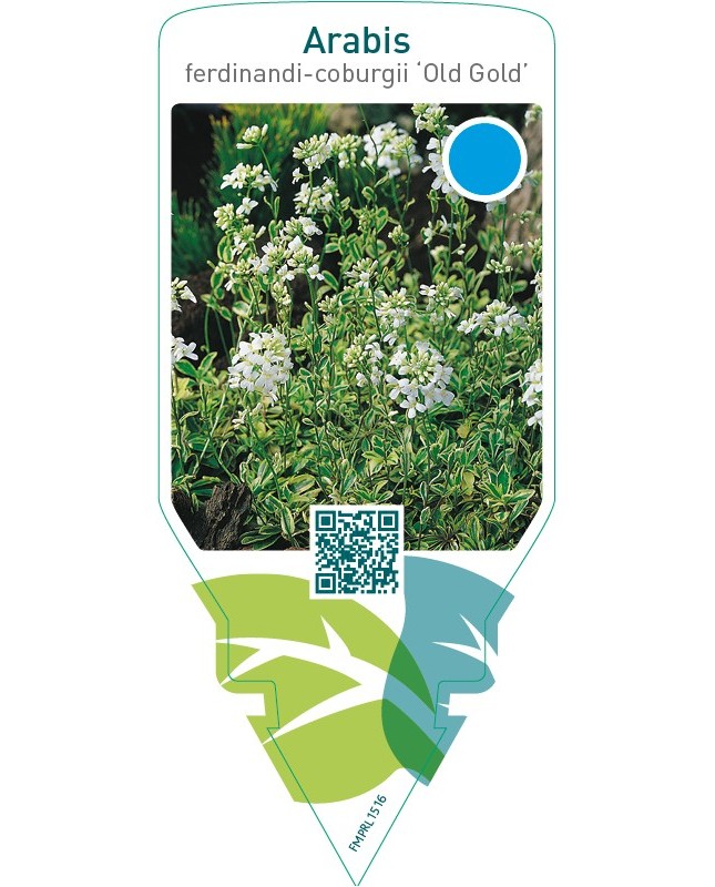 Arabis ferdinandi-coburgii ‘Old Gold’