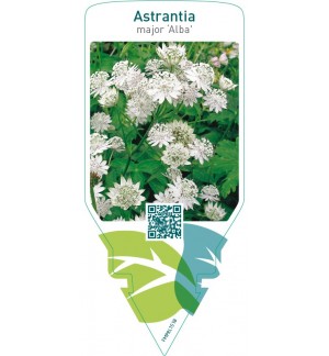 Astrantia major ‘Alba’