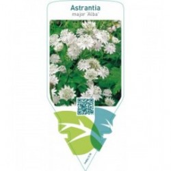 Astrantia major ‘Alba’