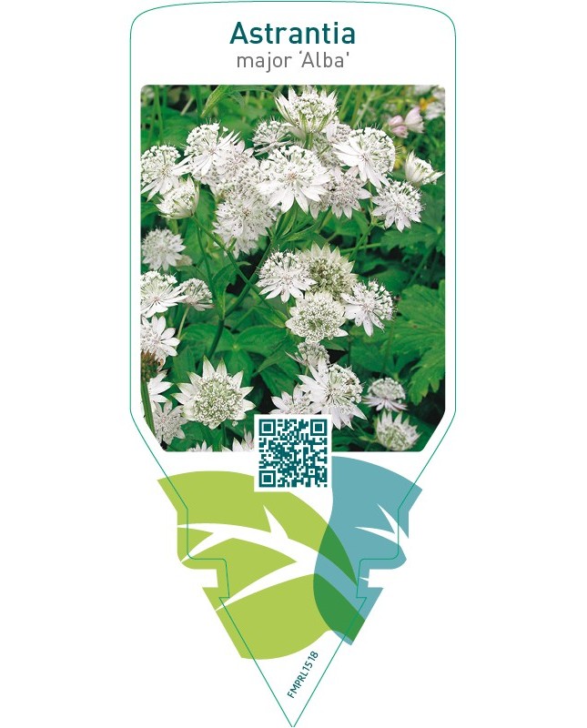 Astrantia major ‘Alba’