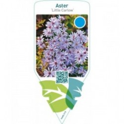 Aster ‘Little Carlow’