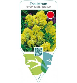 Thalictrum flavum subsp. Glaucum