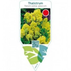 Thalictrum flavum subsp. Glaucum