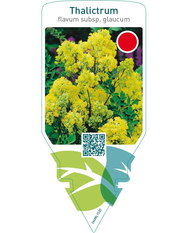 Thalictrum flavum subsp. Glaucum