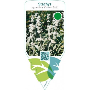 Stachys byzantina ‘Cotton Boll’