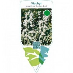 Stachys byzantina ‘Cotton Boll’