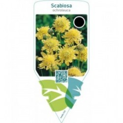 Scabiosa ochroleuca