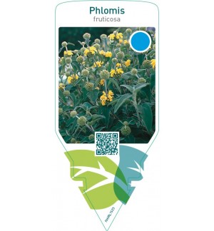 Phlomis fruticosa