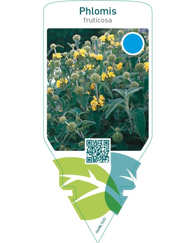 Phlomis fruticosa