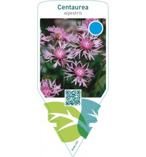 Centaurea alpestris