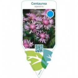 Centaurea alpestris