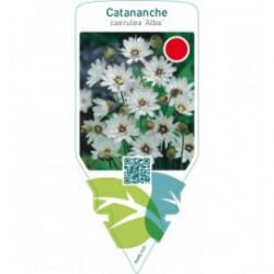 Catananche caerulea ‘Alba’