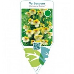 Verbascum ‘Cotswold Queen’