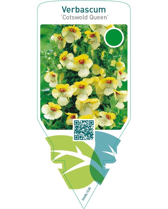 Verbascum ‘Cotswold Queen’
