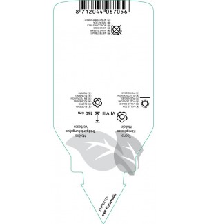Etichette di Verbascum ‘Cotswold Queen’ *