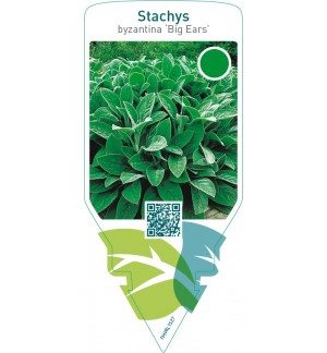 Stachys byzantina ‘Big Ears’