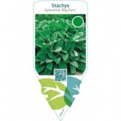 Stachys byzantina ‘Big Ears’