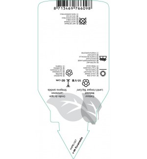 Etichette di Stachys byzantina ‘Big Ears’ *