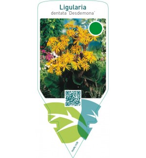 Ligularia dentata ‘Desdemona’