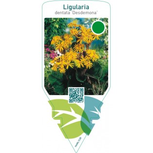 Ligularia dentata ‘Desdemona’