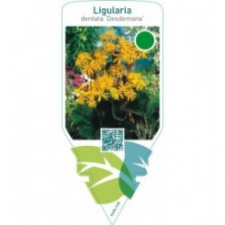 Ligularia dentata ‘Desdemona’