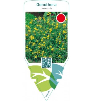Oenothera perennis