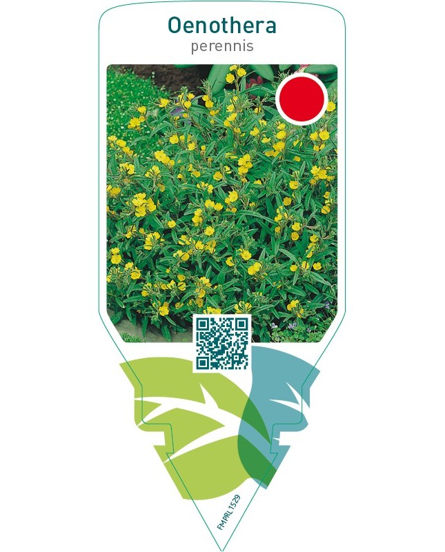 Oenothera perennis