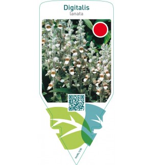 Digitalis lanata