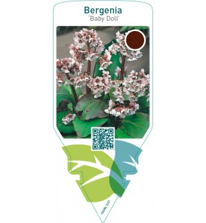 Bergenia ‘Baby Doll’