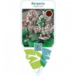 Bergenia ‘Baby Doll’