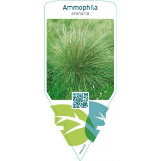 Ammophila arenaria
