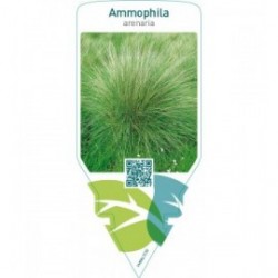 Ammophila arenaria