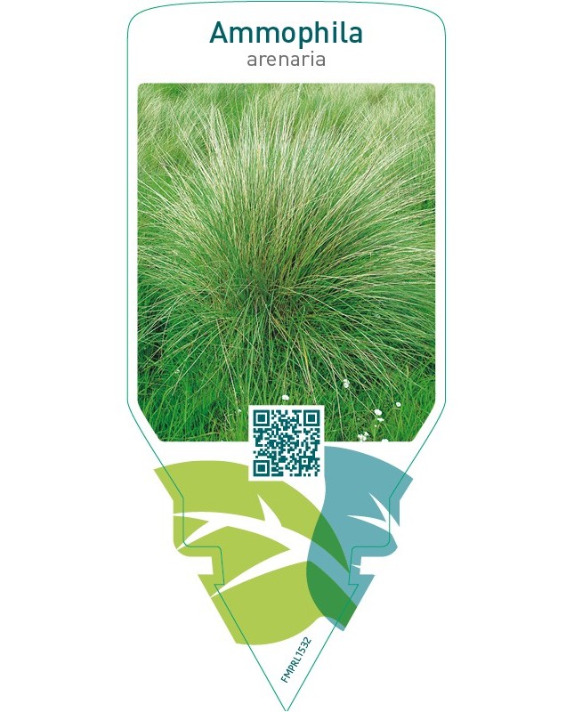 Ammophila arenaria