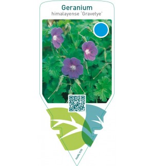 Geranium himalayense ‘Gravetye’