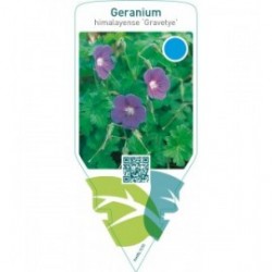 Geranium himalayense ‘Gravetye’