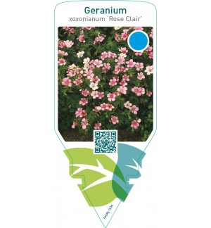 Geranium oxonianum ‘Rose Clair’