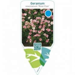 Geranium oxonianum ‘Rose Clair’