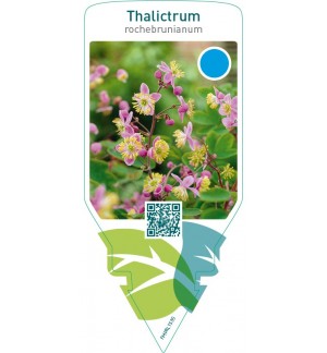 Thalictrum rochebrunianum