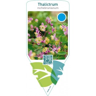 Thalictrum rochebrunianum