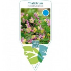 Thalictrum rochebrunianum