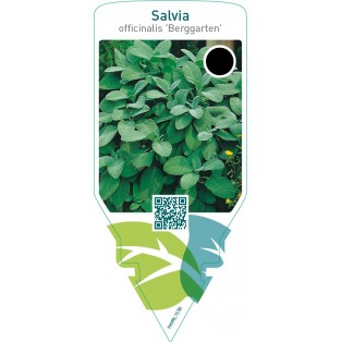 Salvia officinalis ‘Berggarten’