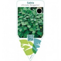 Salvia officinalis ‘Berggarten’