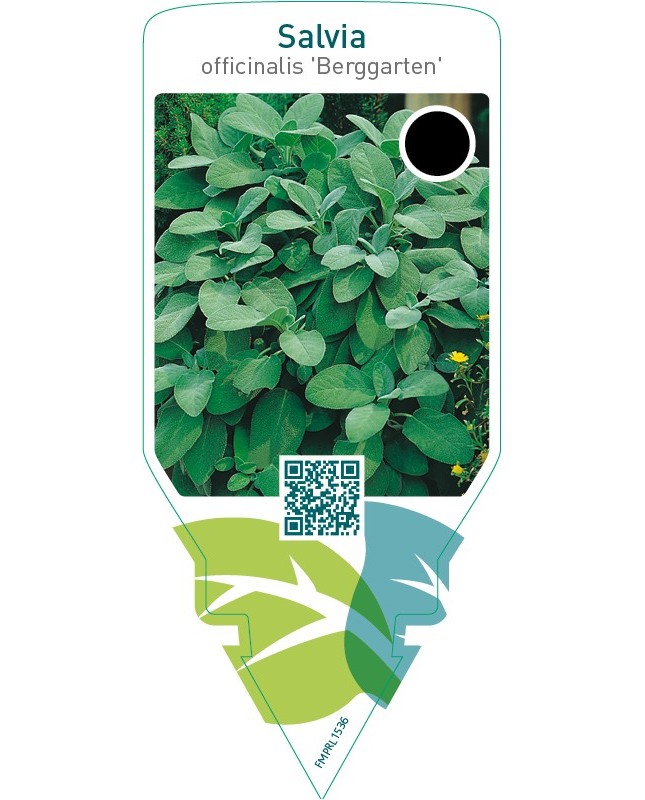 Salvia officinalis ‘Berggarten’
