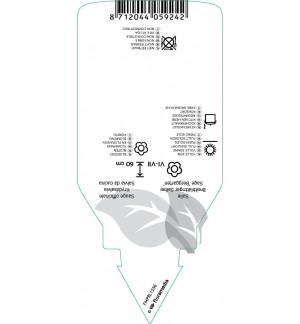 Etichette di Salvia officinalis ‘Berggarten’ *