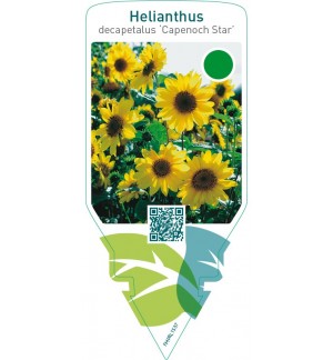 Helianthus decapetalus ‘Capenoch Star’