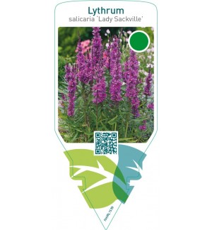 Lythrum salicaria ‘Lady Sackville’