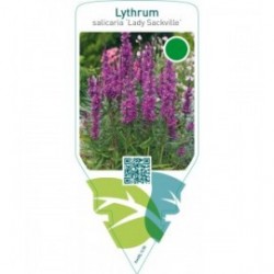 Lythrum salicaria ‘Lady Sackville’
