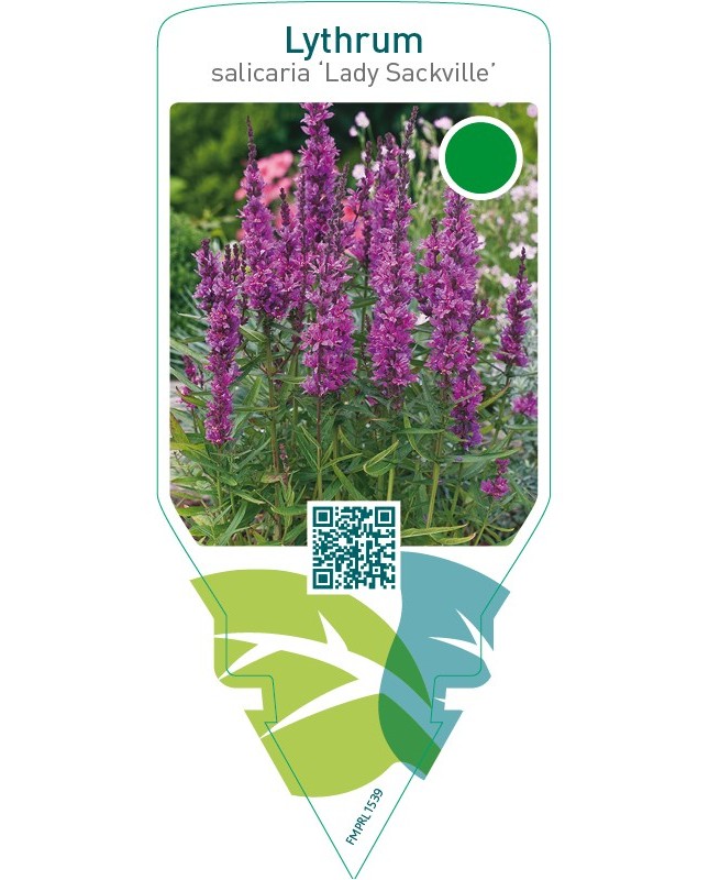 Lythrum salicaria ‘Lady Sackville’