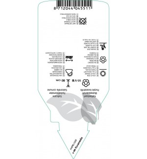 Etichette di Lythrum salicaria ‘Lady Sackville’ *